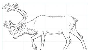 Disegna un cervo per gradi, diagrammi facili