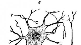 Tessuto costituito da neuroni